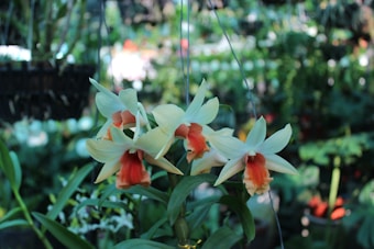 Several orchids with pale yellow petals and vibrant orange centers are in focus, hanging delicately in a lush, green environment. The background is filled with various blurred plants and foliage, creating a serene garden setting.