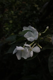 a bunch of white flowers with green leaves