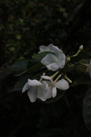 a bunch of white flowers with green leaves