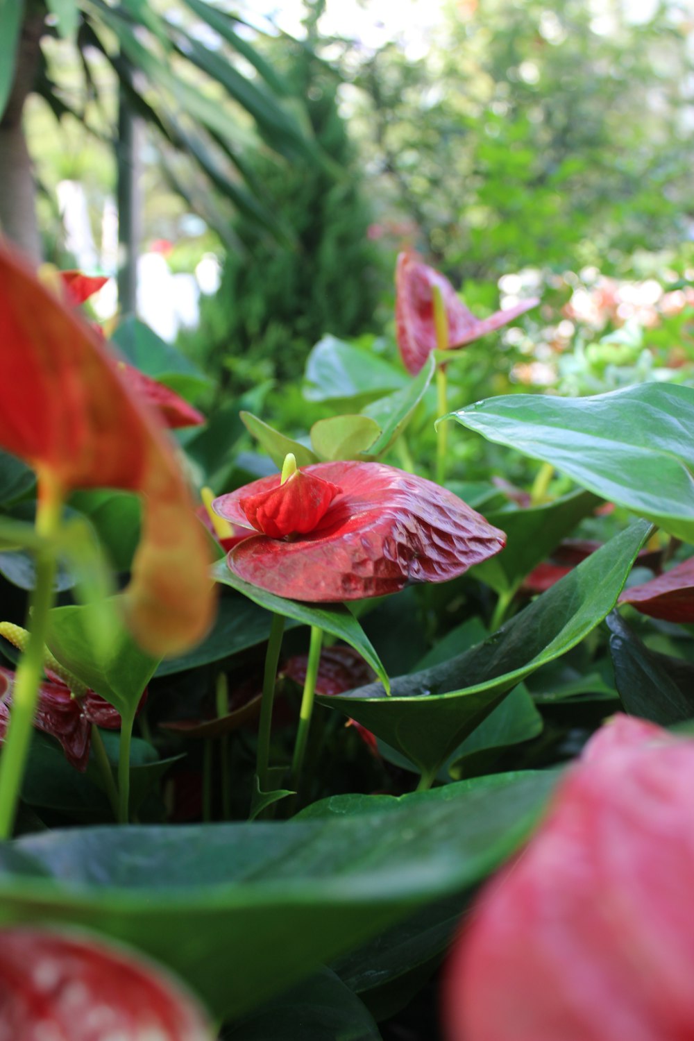 a close up of a red flower with green leaves