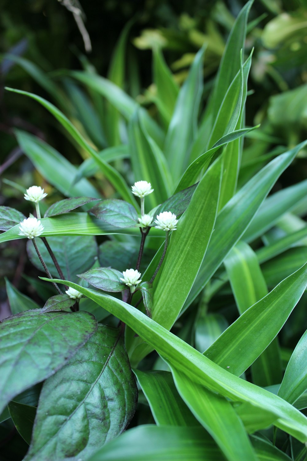 a close up of a green plant with white flowers