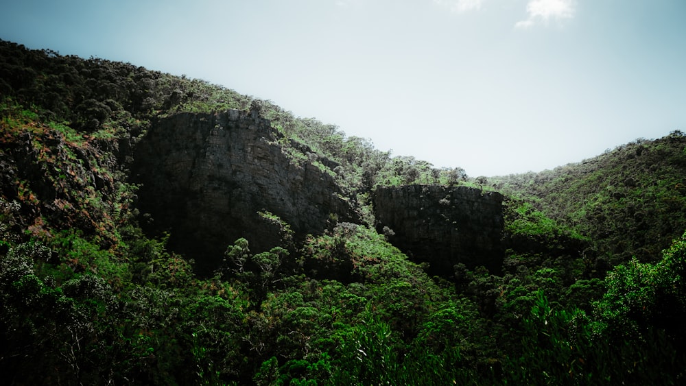 a view of a mountain side with trees and bushes