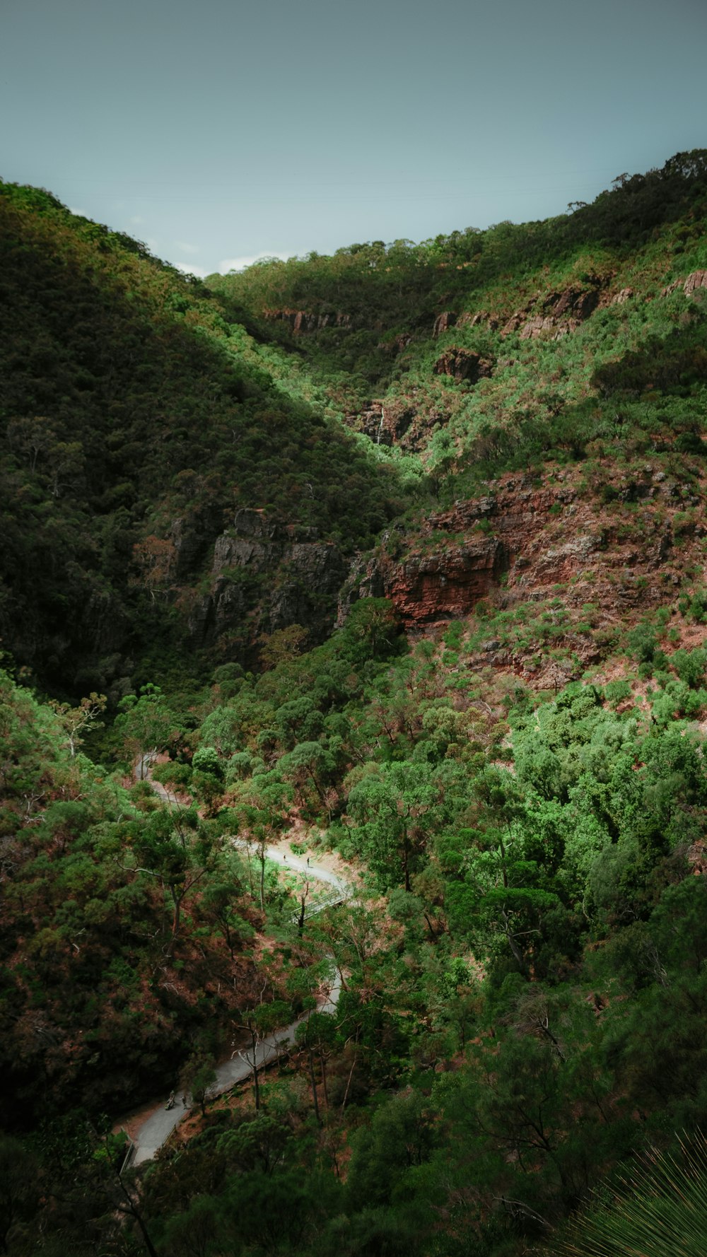 a lush green hillside covered in lots of trees