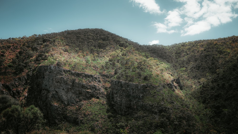 a mountain side with trees and bushes on the side