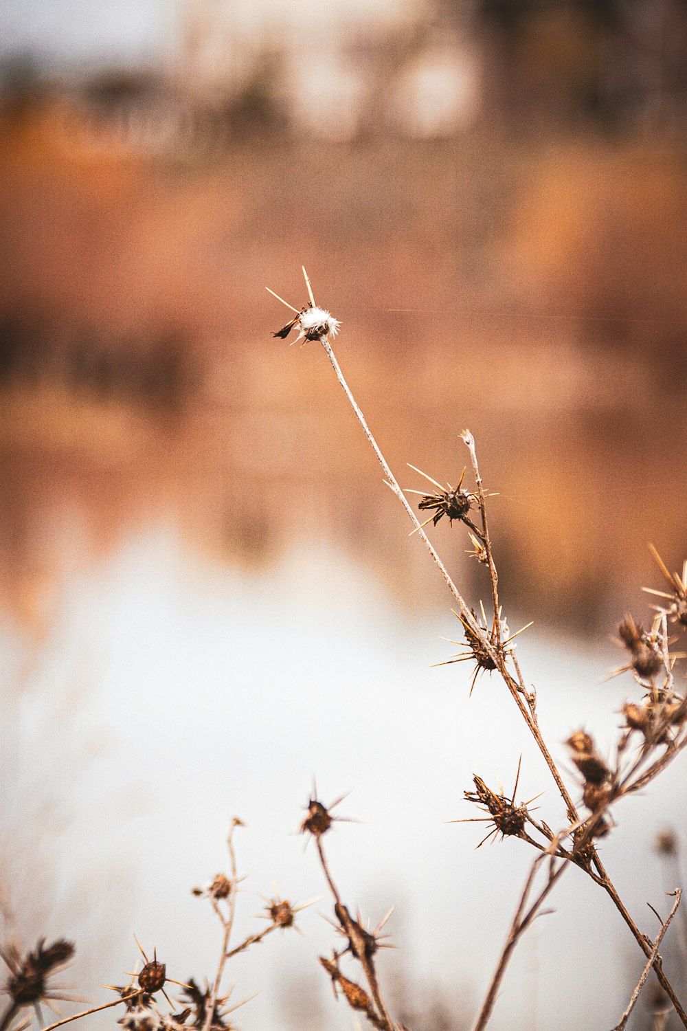 a close up of a plant with a body of water in the background