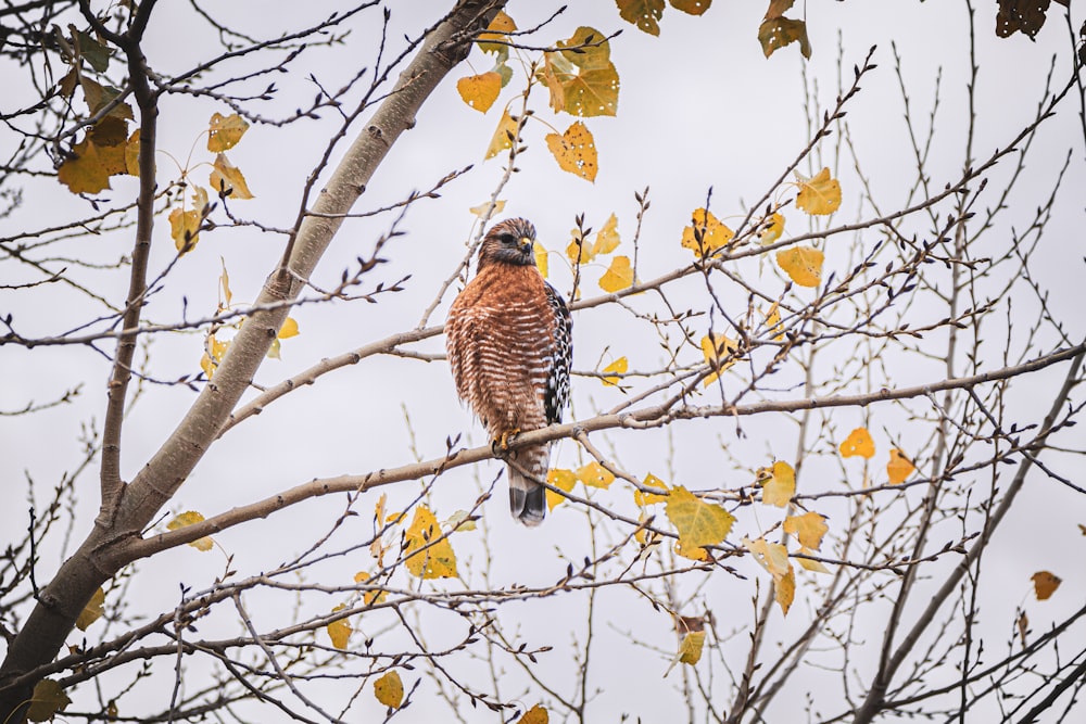 a bird perched on a branch of a tree