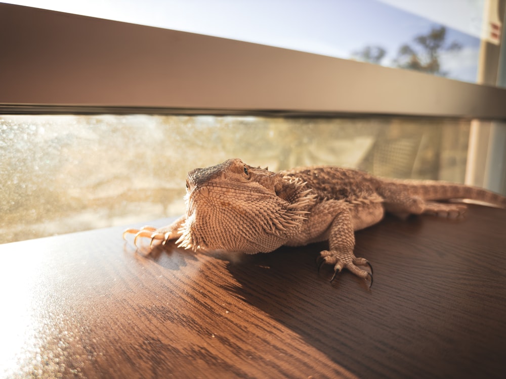 a lizard is sitting on a wooden table