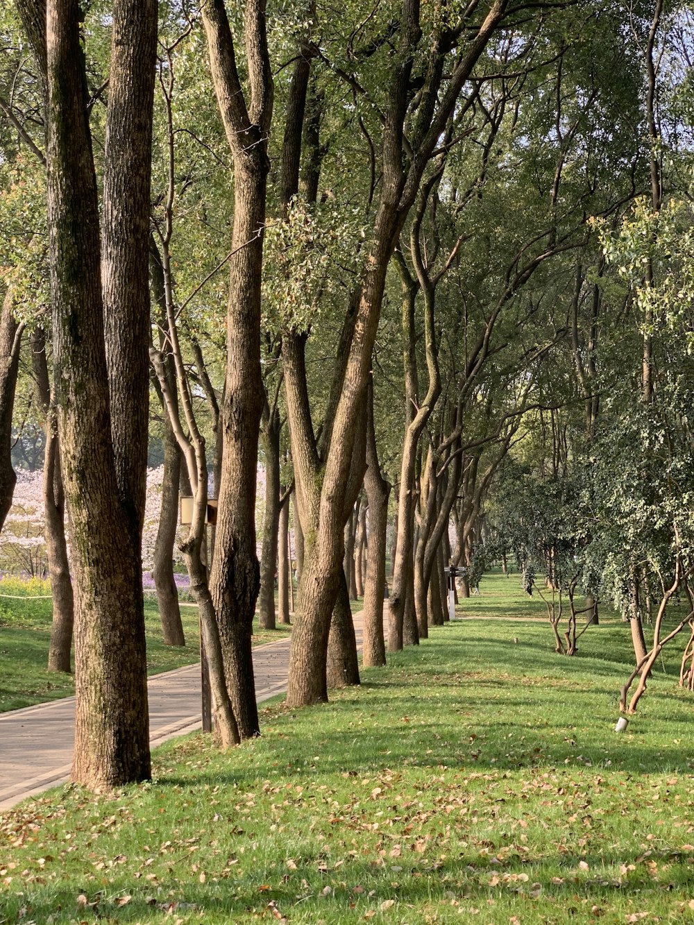 une rangée d’arbres bordent un chemin dans un parc