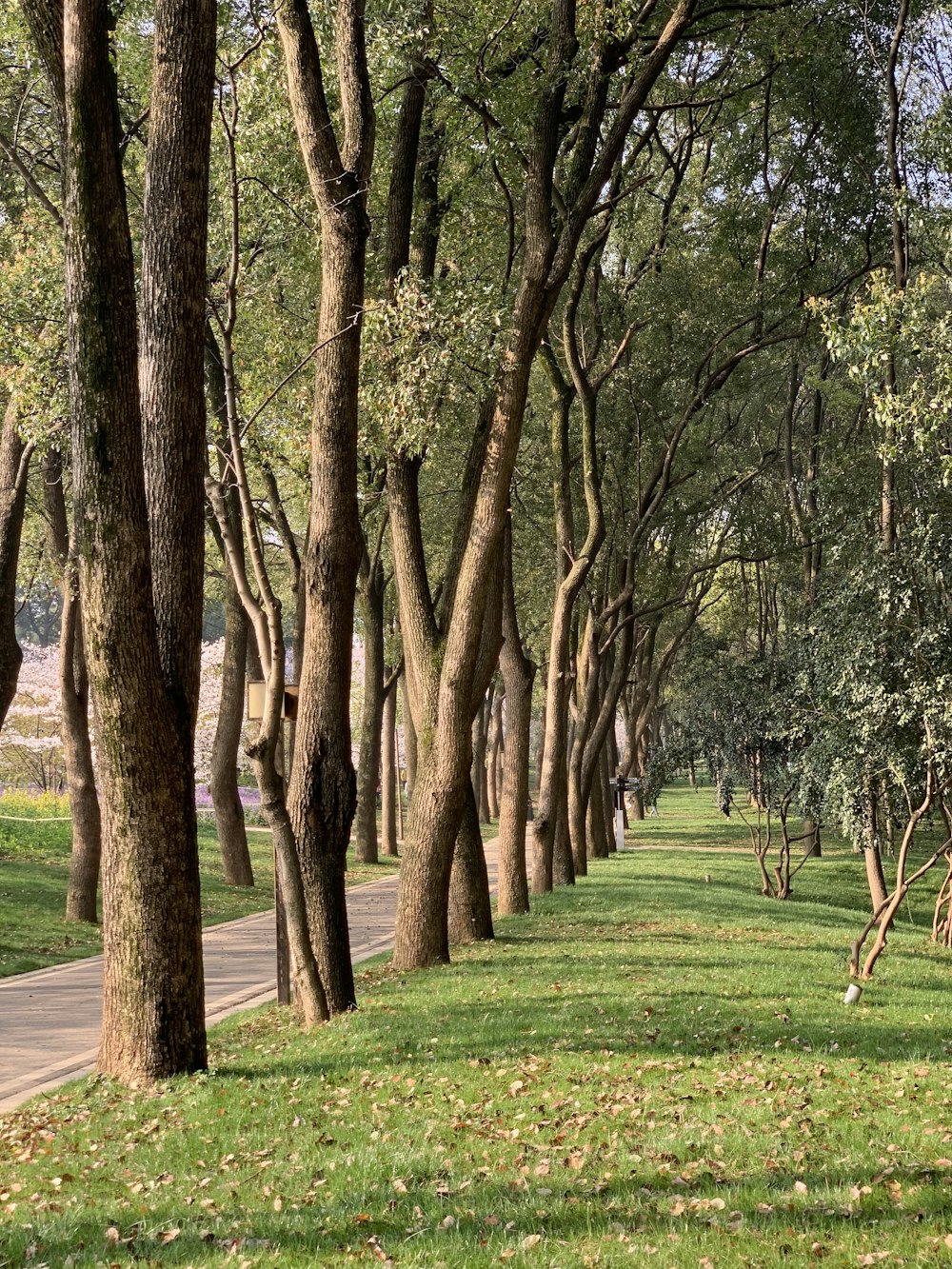 a row of trees line a path in a park