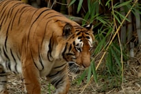 A tiger with its striking orange coat and black stripes is walking through densely packed bamboo. The tiger's gaze is intense and focused, blending into its natural habitat.