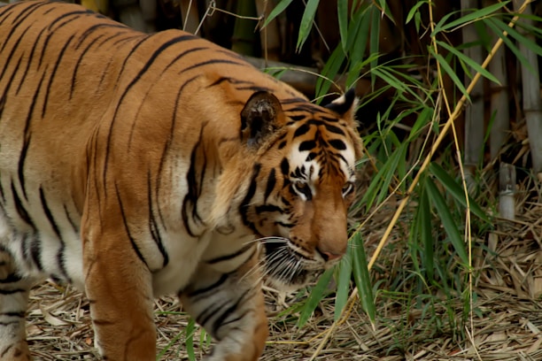 A tiger with its striking orange coat and black stripes is walking through densely packed bamboo. The tiger's gaze is intense and focused, blending into its natural habitat.
