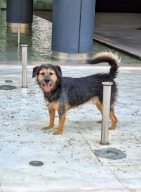 A wet dog stands happily on a tiled surface with its tongue out, surrounded by vertical metallic posts. There's water visible on the ground and a reflective pool in the background.