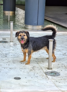 A wet dog stands happily on a tiled surface with its tongue out, surrounded by vertical metallic posts. There's water visible on the ground and a reflective pool in the background.
