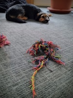 A small dog is lying on a gray carpet next to a colorful, frayed rope toy. The room has a relaxed atmosphere, with a clay plant pot in the background.