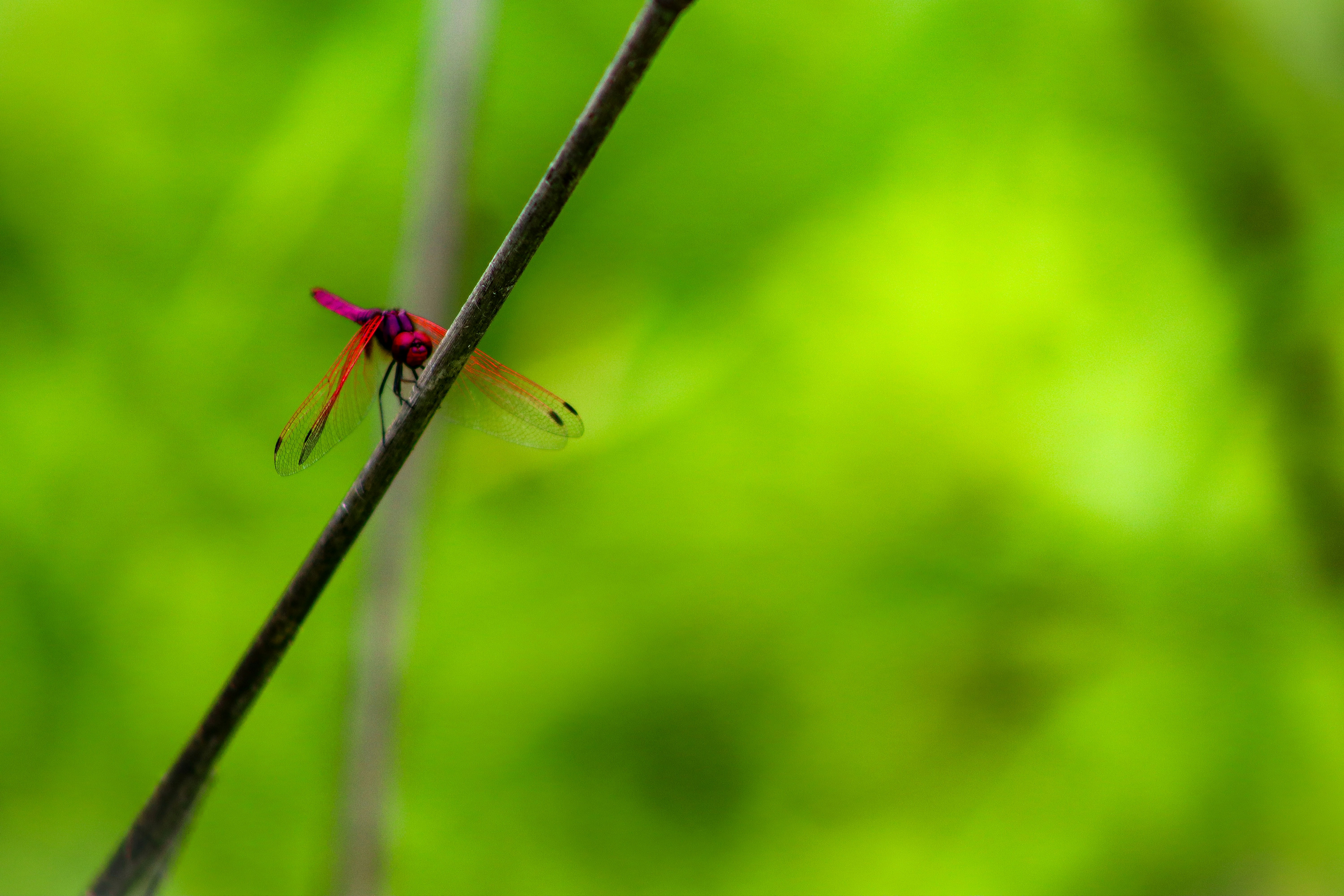 Photo by pushpak_art