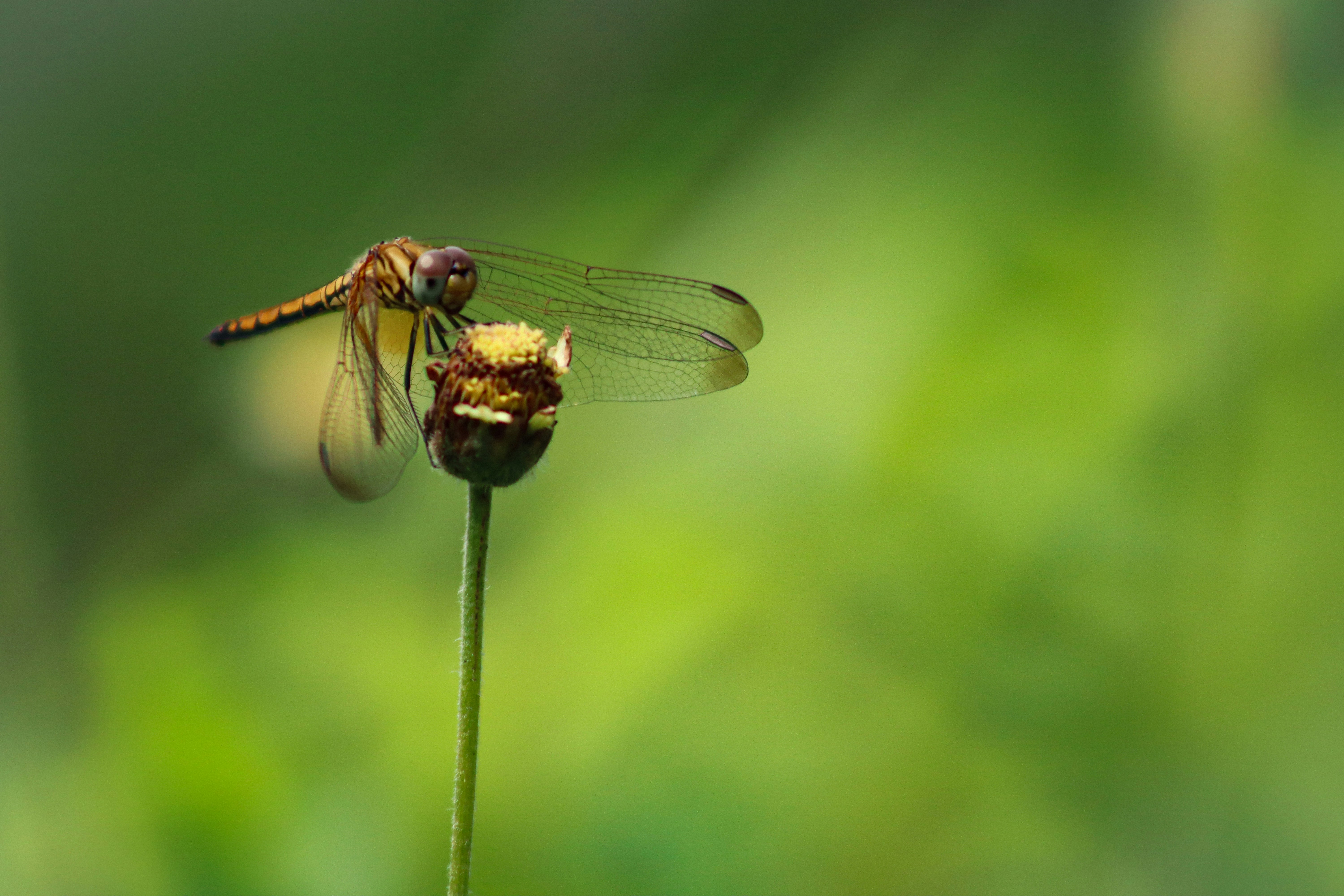 Photo by pushpak_art