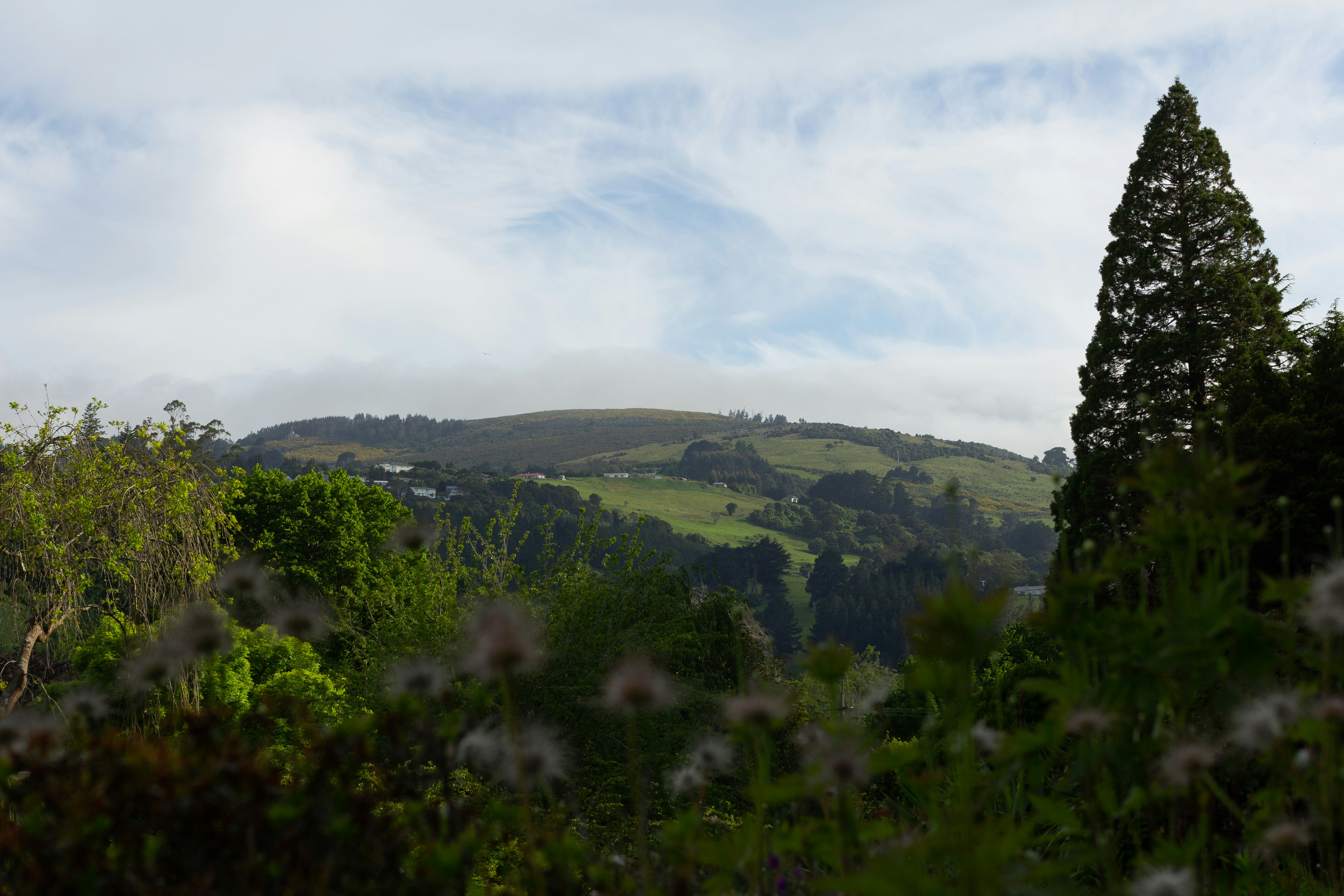 Green hills of New Zealand