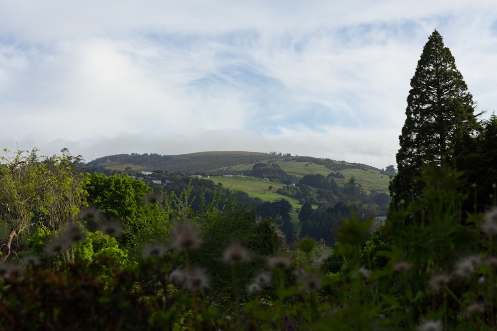 a view of a lush green hillside with trees