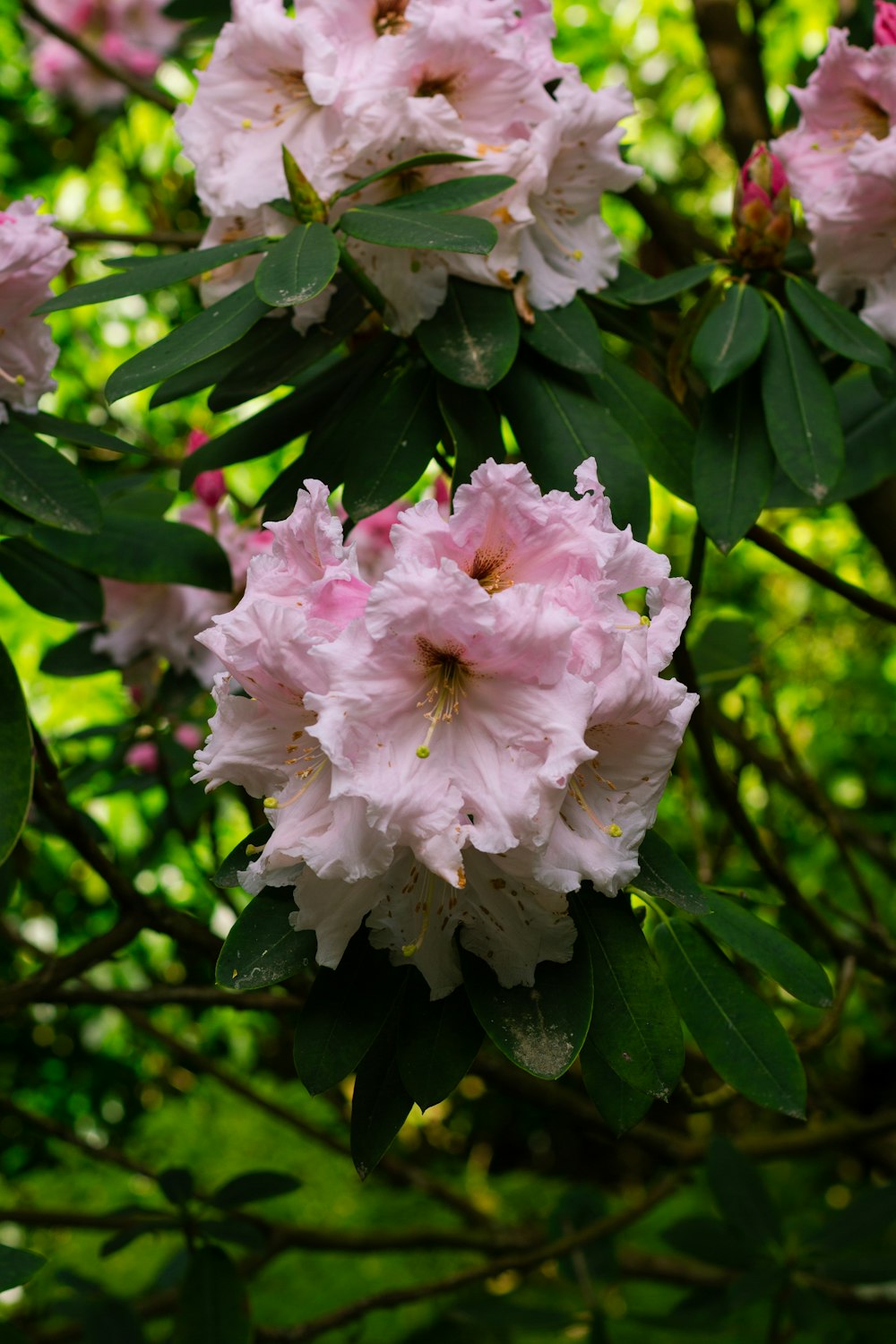 pink flowers are blooming on a tree branch