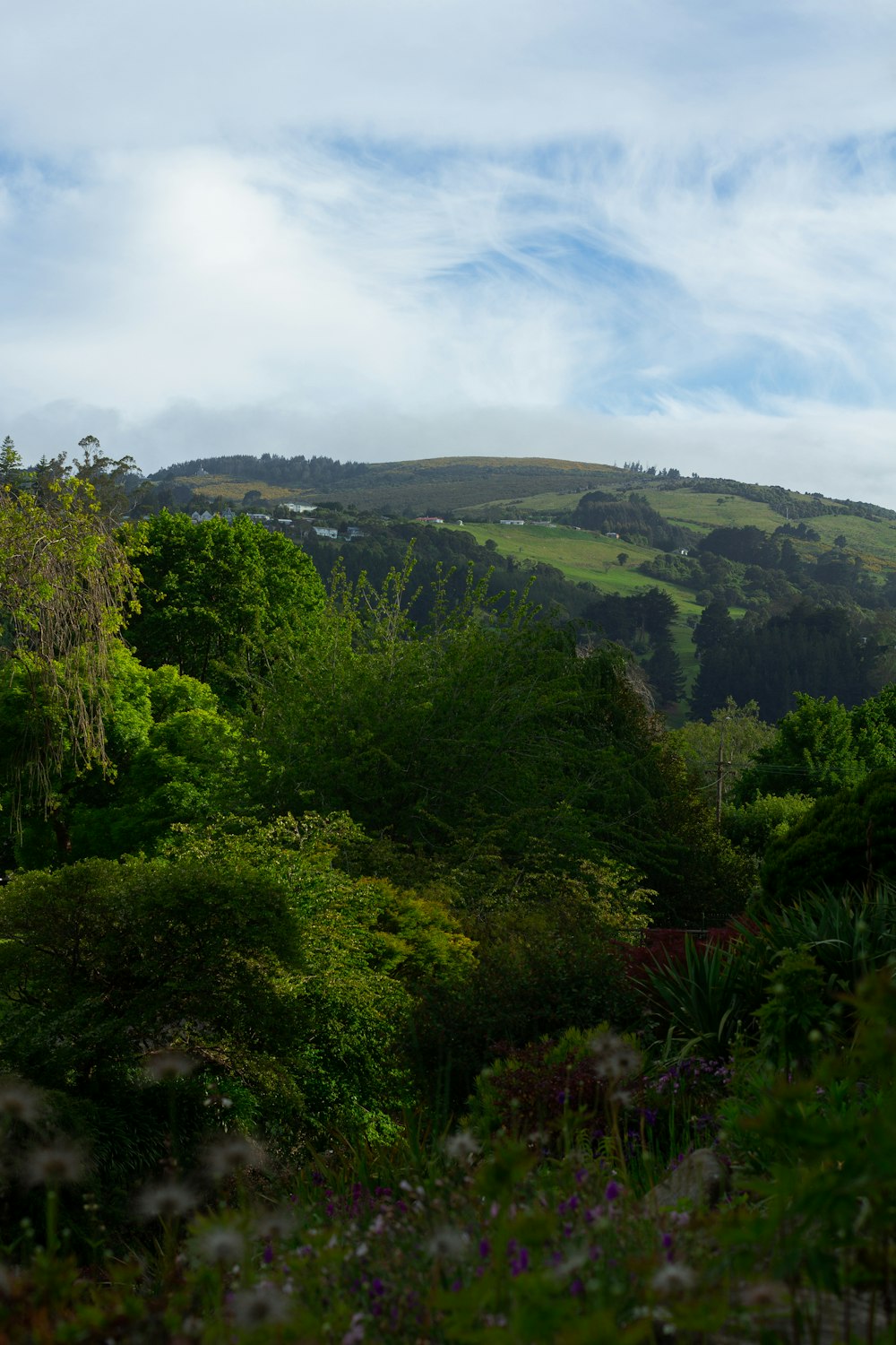 a lush green hillside covered in lots of trees