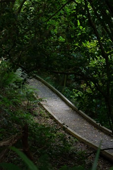 A narrow, winding wooden path cuts through a dense forest, surrounded by lush green foliage. The scene is dimly lit, with sunlight filtering through the canopy above, casting dappled shadows on the path. The area appears serene and untouched, with a sense of seclusion.