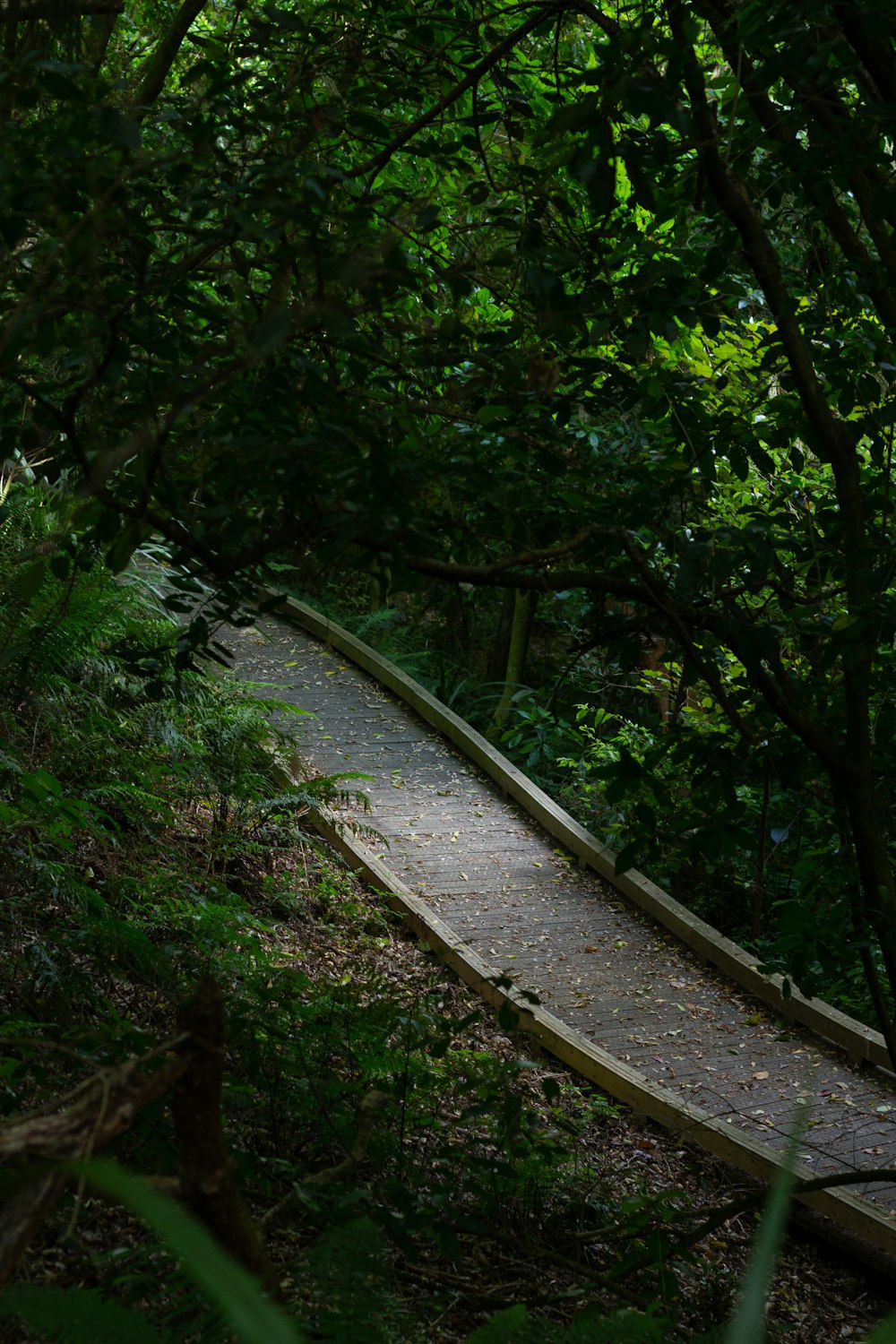 Um caminho de madeira no meio de uma floresta