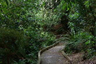 A lush green forest path representing the Circuito das 7 Matas environmental project.