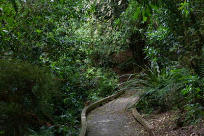 A lush green forest path representing the Circuito das 7 Matas environmental project.