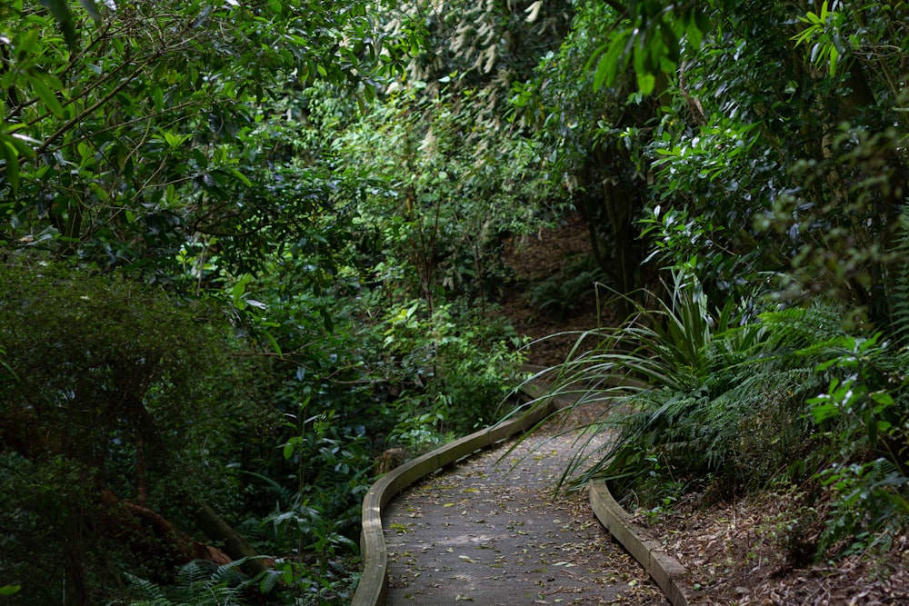 Um caminho no meio de uma exuberante floresta verde