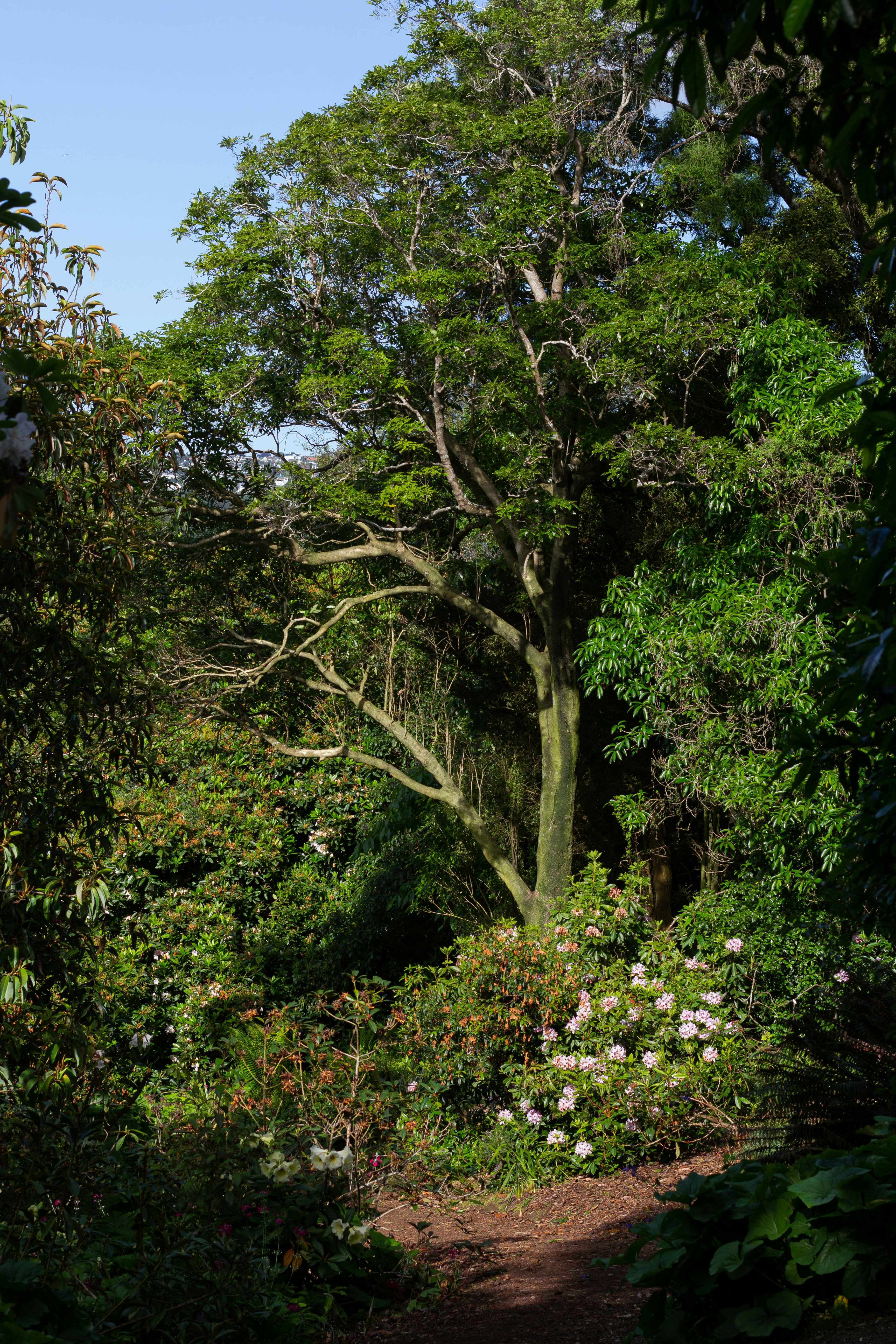 Magnolia Plantation and Gardens