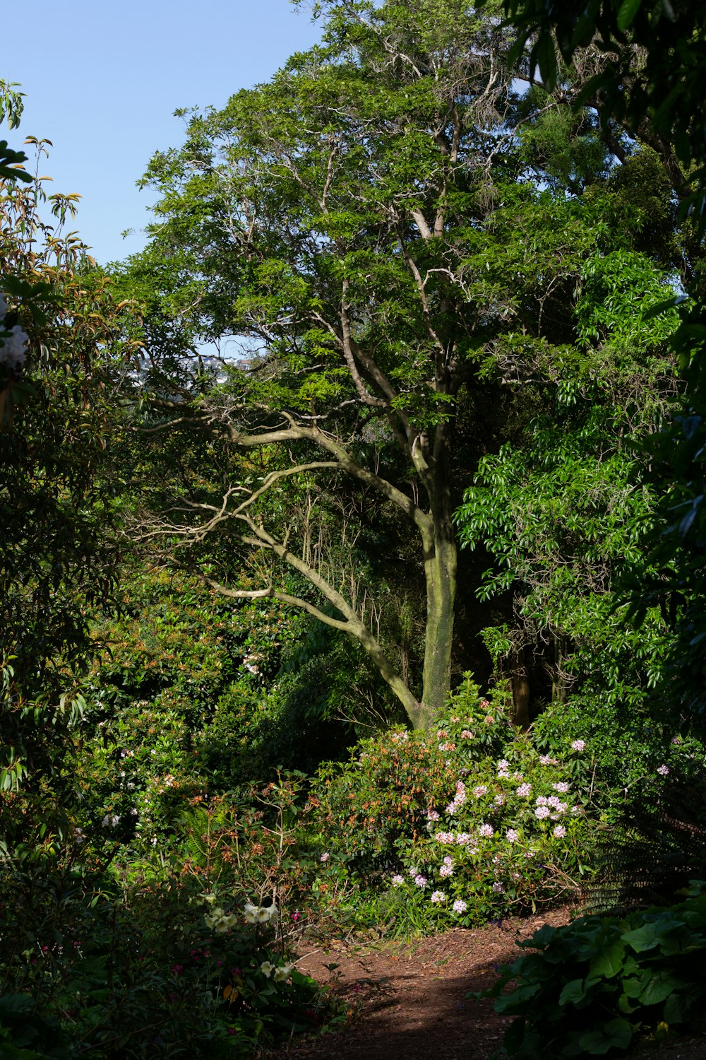 a path through a lush green forest filled with flowers