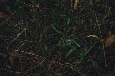 A dense forest area before mulching, showing thick underbrush and dry vegetation.