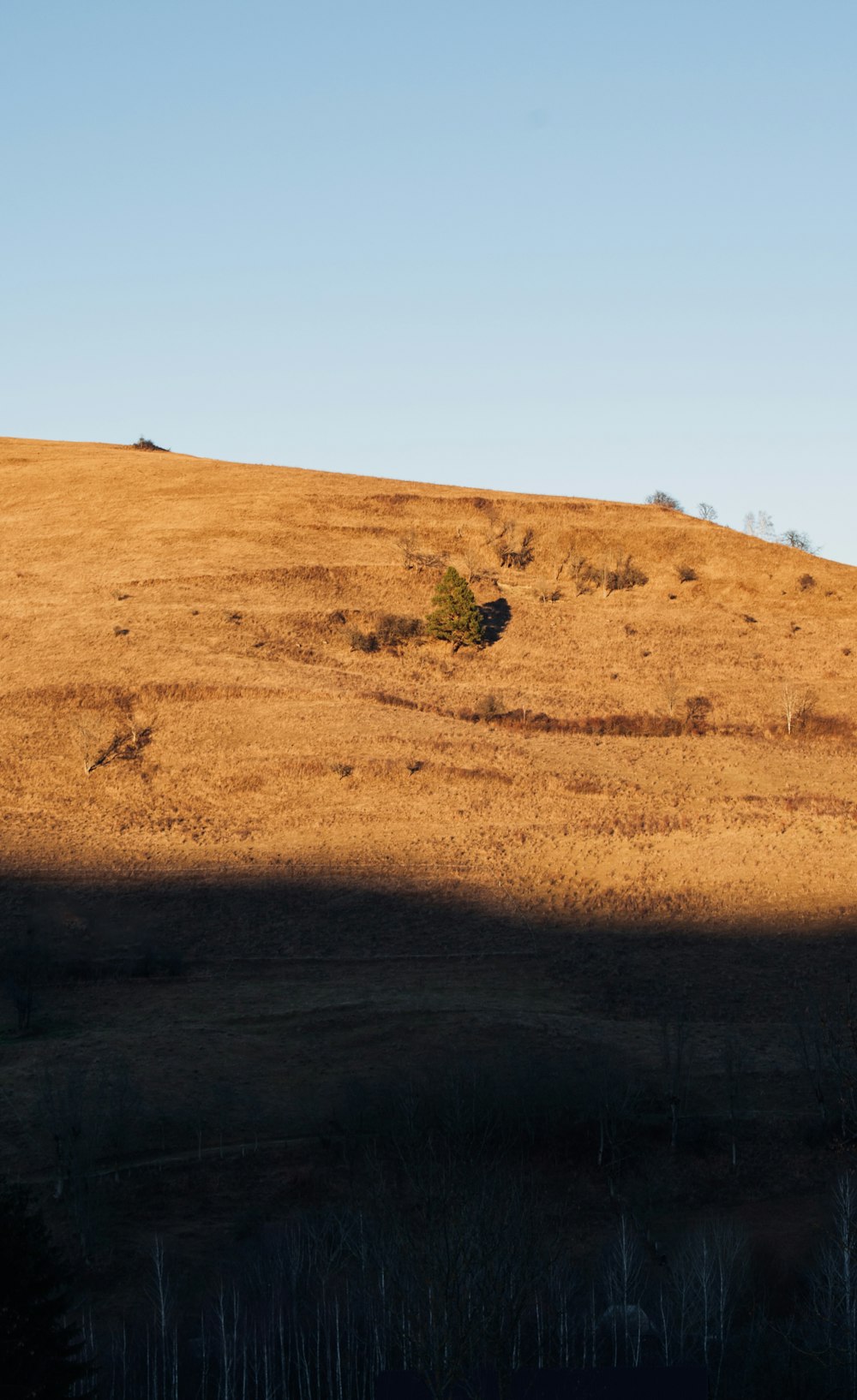 a lone tree sitting on top of a dry grass covered hill