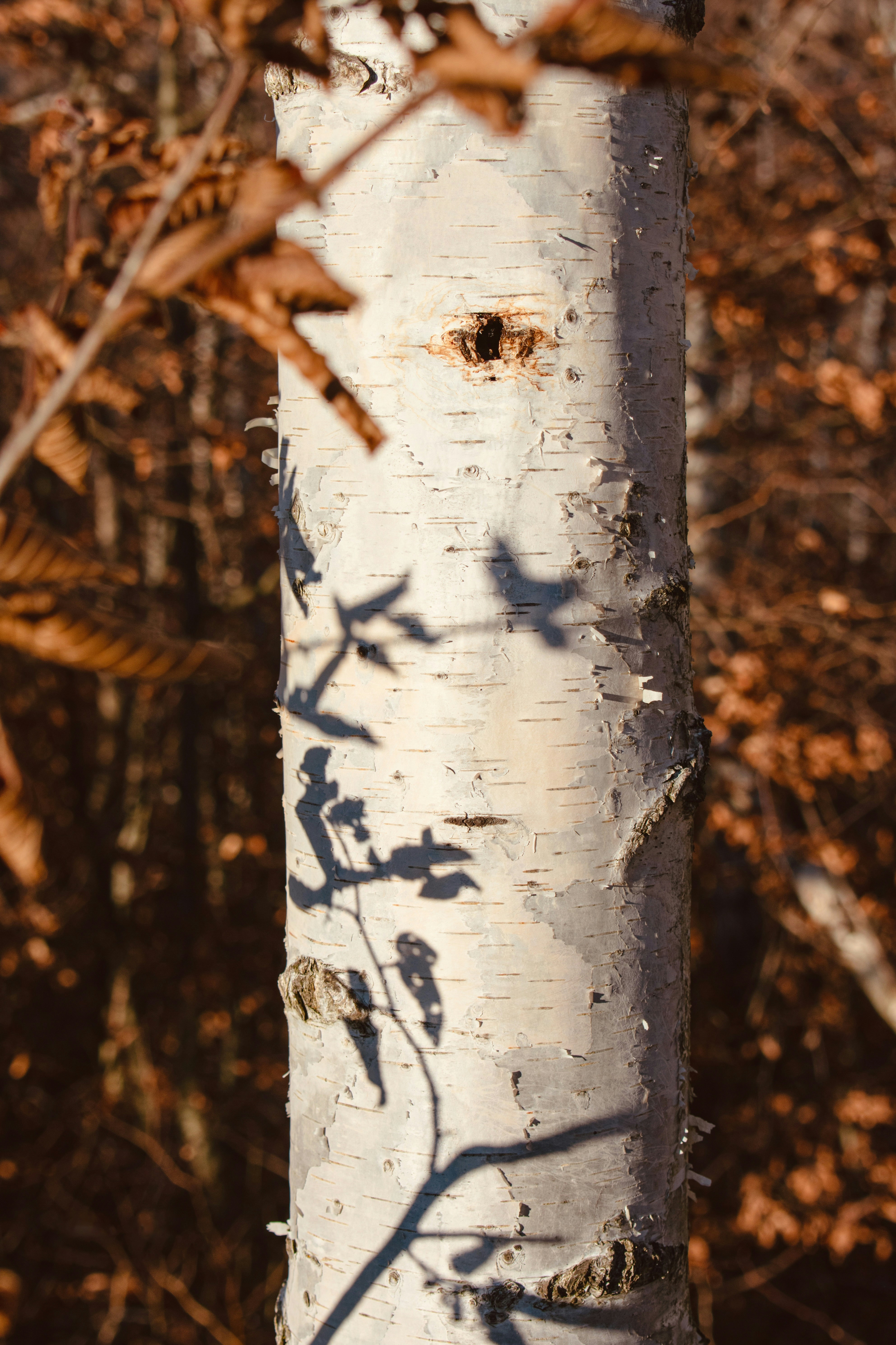 Photo by raluca_cotoara