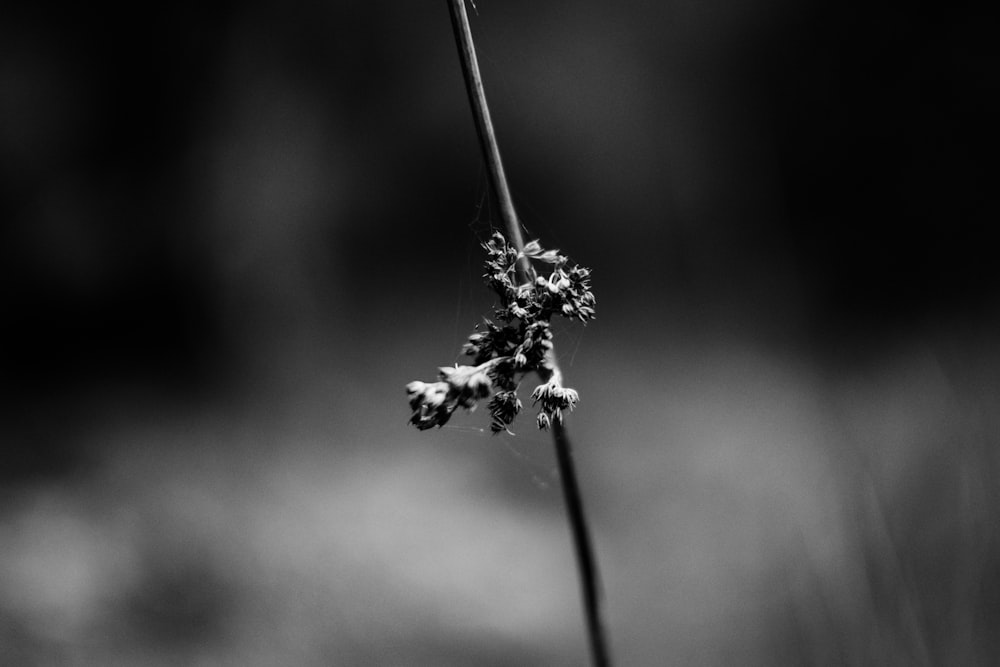 Una foto en blanco y negro de una flor