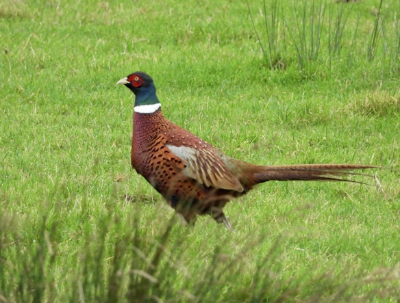 A pheasant with vibrant plumage stands in lush green grass. The bird has a striking blue and red head with a white collar around its neck and a long tail.
