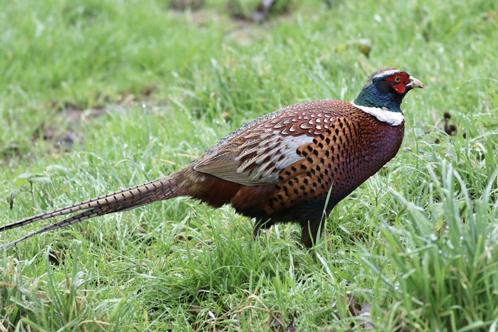 a pheasant standing in a field of green grass