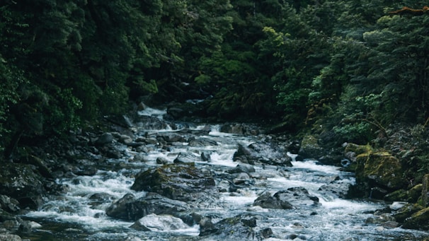 a river running through a lush green forest