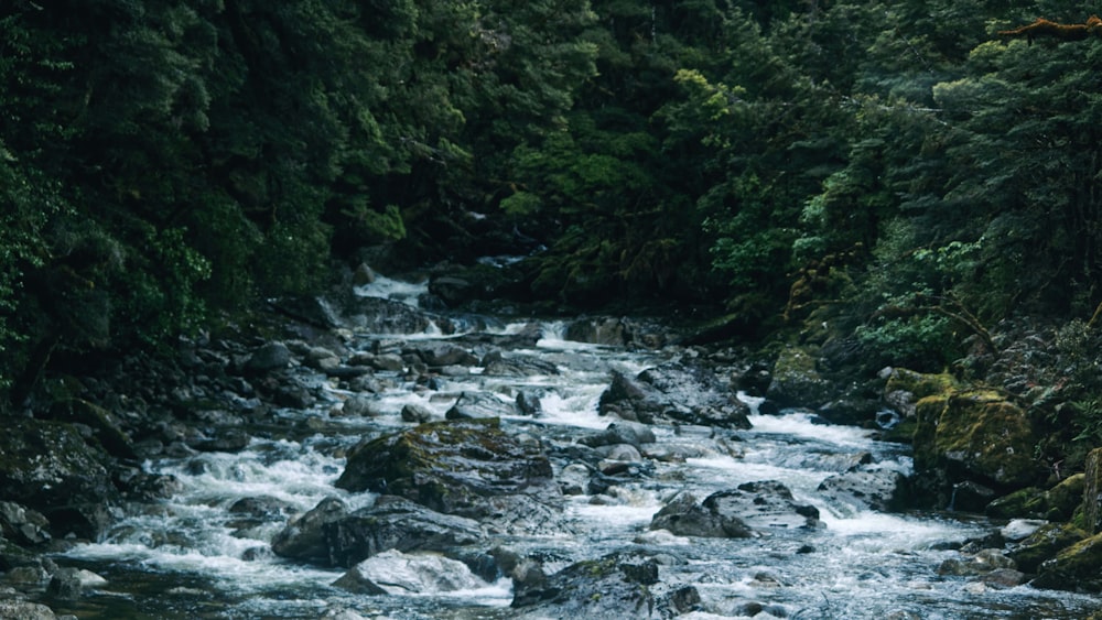 a river running through a lush green forest