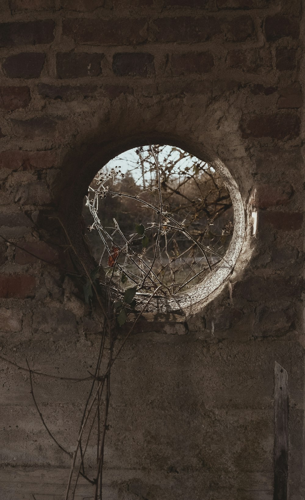 a round window in a brick wall with vines growing out of it