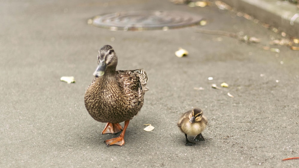a duck and a duckling walking on the street