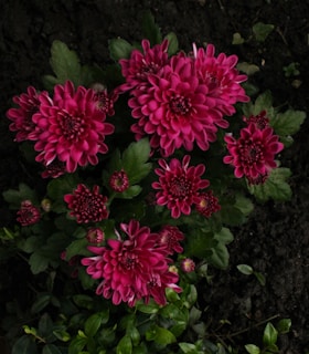 a close up of a bunch of pink flowers