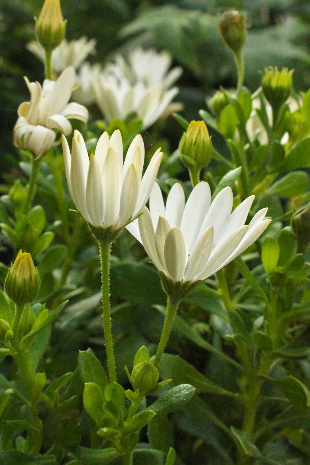 a group of white flowers with green leaves