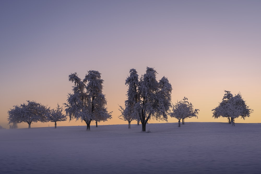 a group of trees standing in the snow