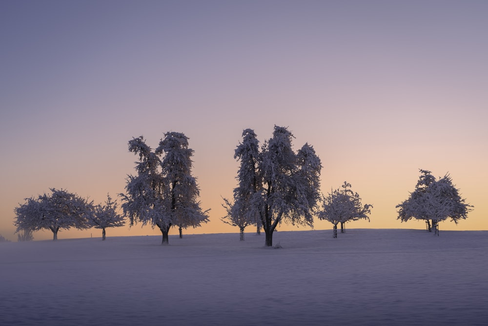 un groupe d’arbres debout dans la neige