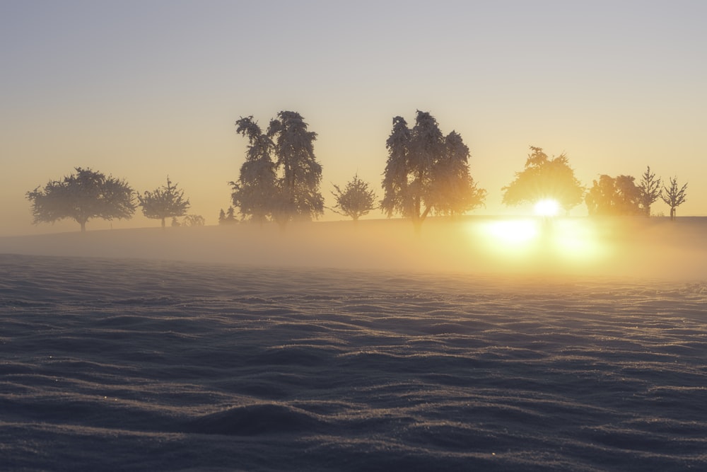 a foggy field with trees in the distance