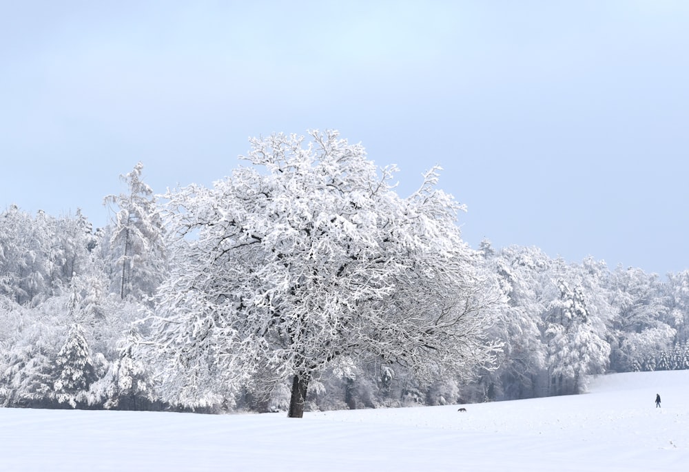 a snow covered tree in a snowy field