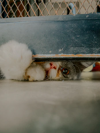 A happy Ragdoll cat peeking through a large sage green cat flap with smooth edges.