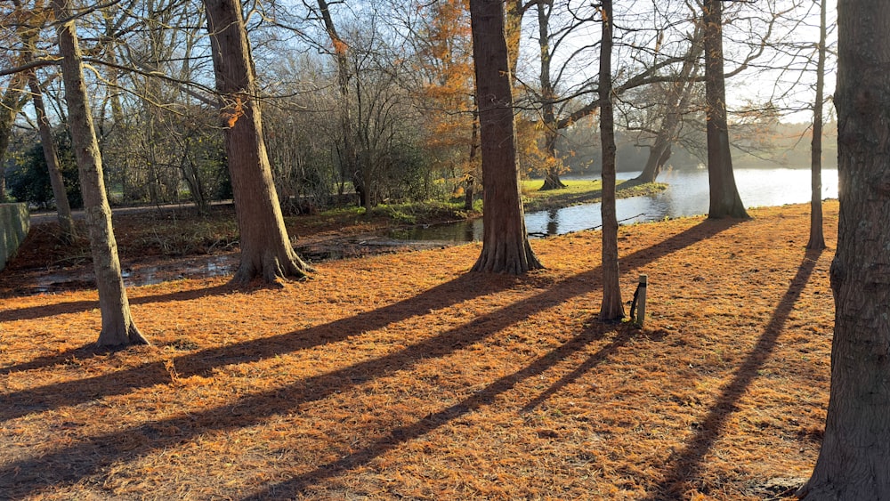 the sun is shining through the trees in the park