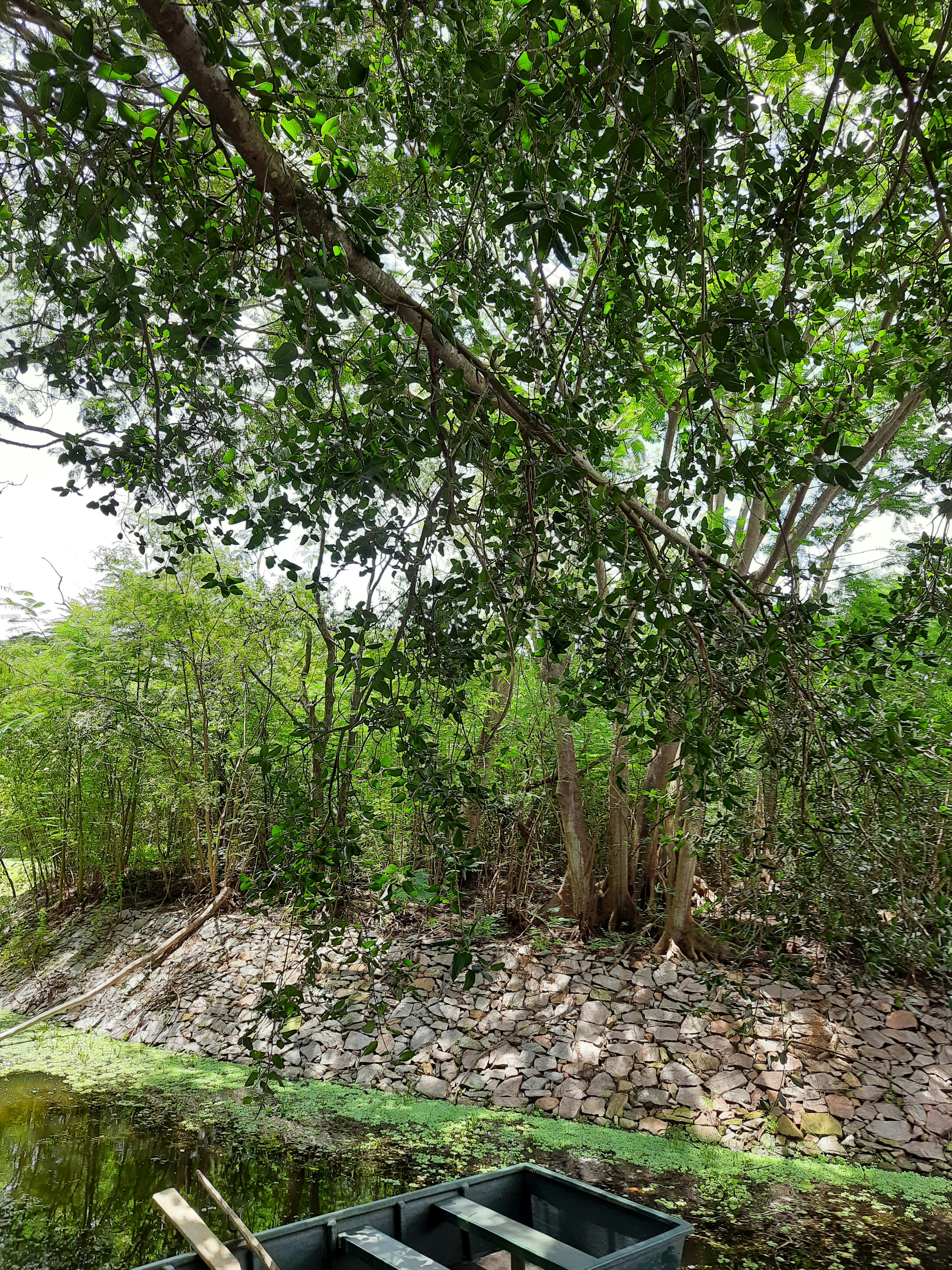 a boat is sitting on the bank of a river